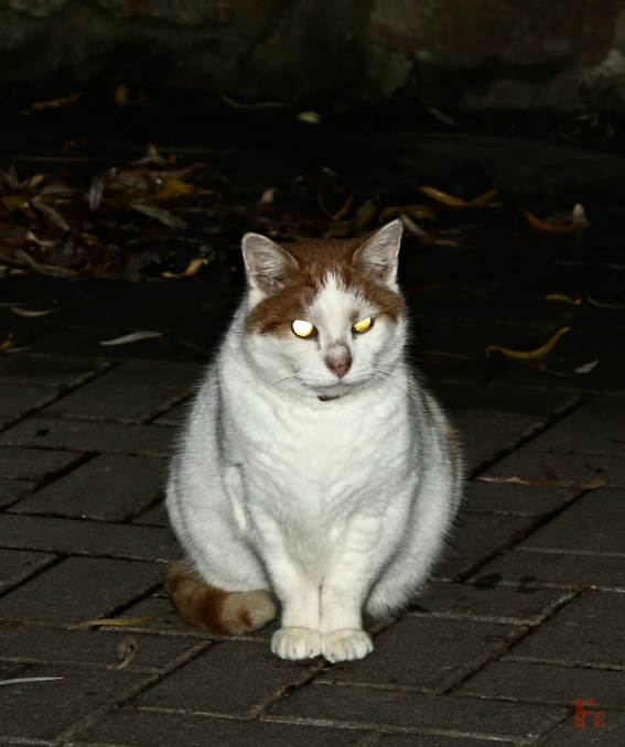 Katze
