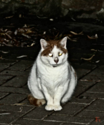 Katze_mini